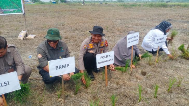 Ketahanan Pangan, Polsek Teluk Meranti Kelola Model Pertanian Modern