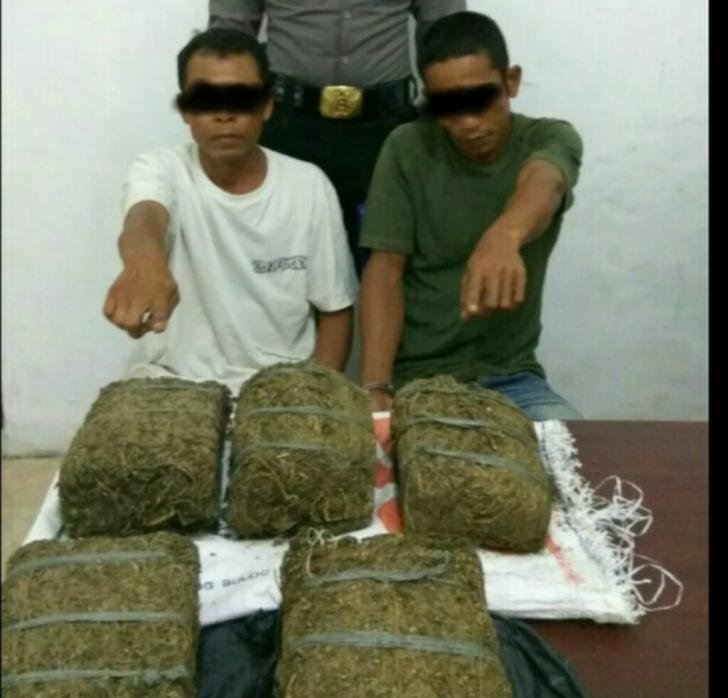 Polres Rohil Amankan Bandar Narkoba Asal Sumut Bersama 5 KG Daun Ganja