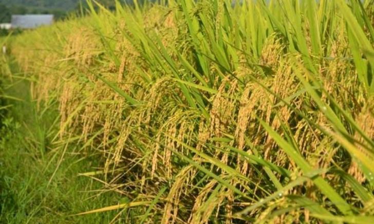 51 Ribu Hektare Sudah Panen Padi