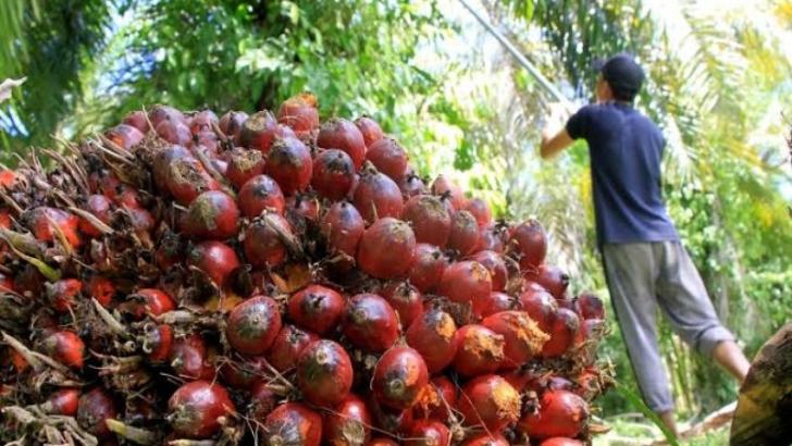 Cek Harga Sawit Hari Ini, Berapa ya...