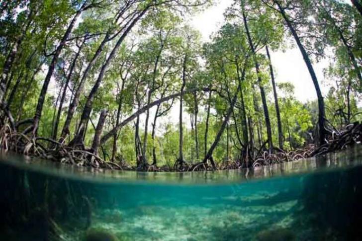 Tahukah? Mangrove Jaga NKRI, Pakar: Kerusakan Ekosistem Tenggelamkan Kedaulatan