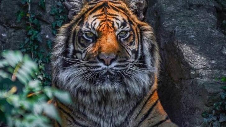 Harimau Muncul di Kebun Sawit, Petani Waspada!
