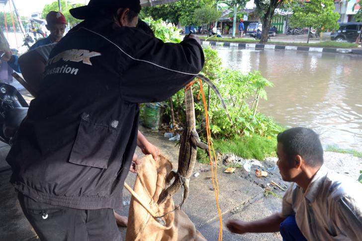 Saat Banjir Tidak Hanya Air yang Masuk ke Pemukiman Warga Dumai, Biawak juga Ikut