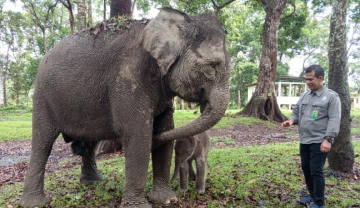 Bayi Gajah Sumatera Lahir di Taman Wisata Alam Buluh Cina, Beratnya, 104 Kilogram