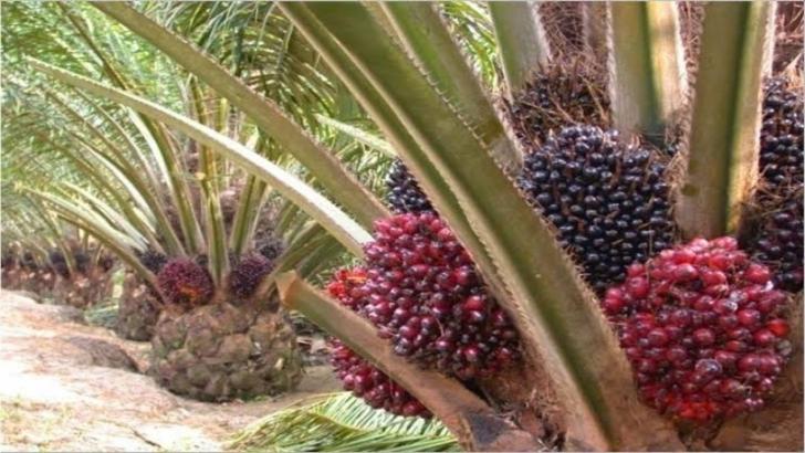 Harga Kelapa Sawit Riau Naik Sepekan, CPO Juga Naik