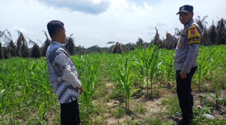 Polsek Kandis Gencarkan Monitoring Lahan Jagung Dukung Program Ketahanan Pangan Nasional