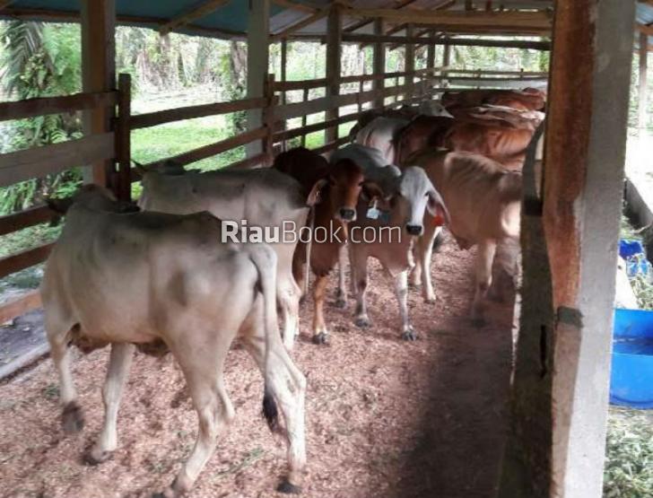 Kelompok Ternak di Kuansing Terima 250 Ekor Sapi Brahmancross