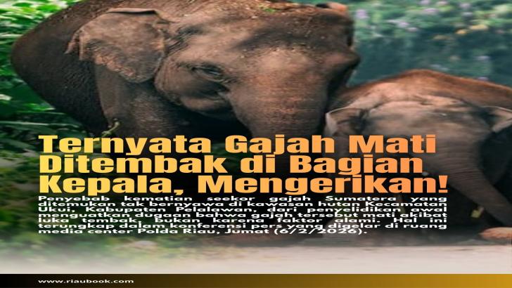 Ternyata Gajah Mati Ditembak di Bagian Kepala, Mengerikan!