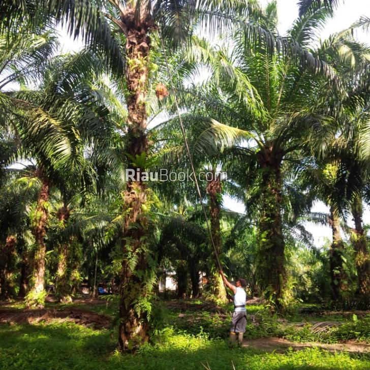 Harga TBS di Sabak Auh Mulai Naik, Masyarakat Harap Harga Tak Turun Lagi