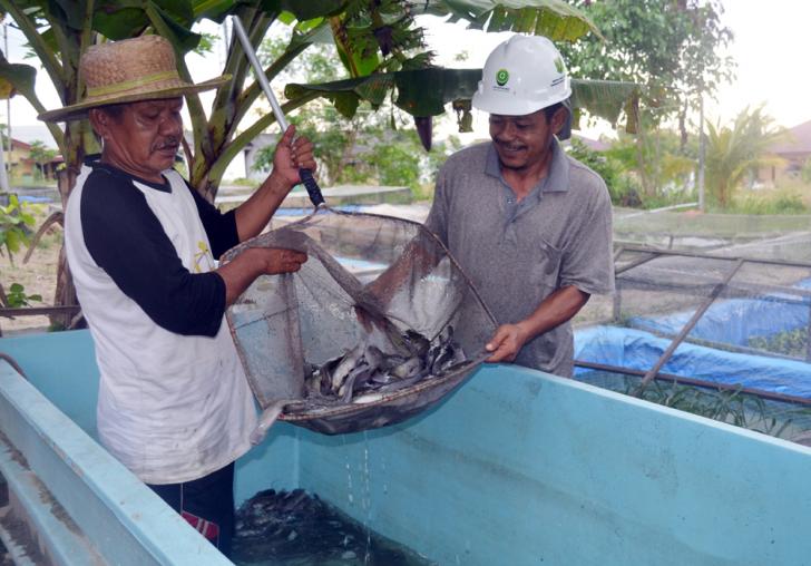 Kebutuhan Ikan Lele di Dumai Mencapai 1 Ton Setiap Hari