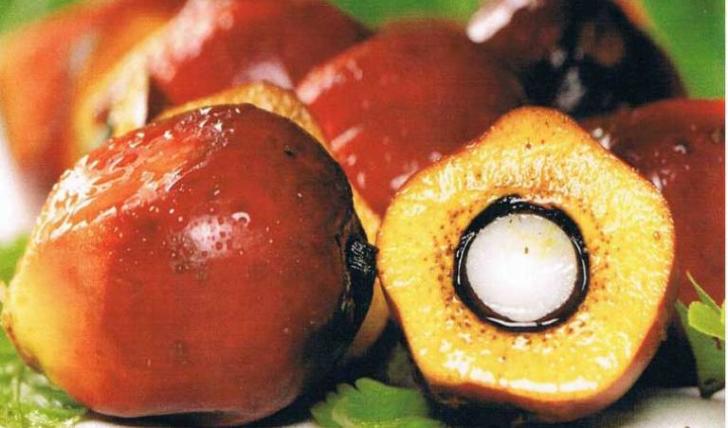 Hore.... Setelah Berbulan-bulan Terpuruk, Akhirnya Harga Sawit Riau Bergairah
