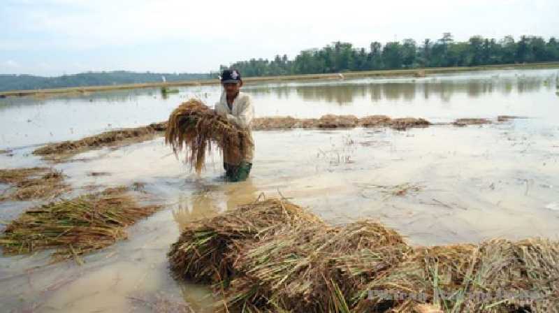10.583 Hektare Lahan di Riau Terendam Banjir, 2.481 Lainnya Gagal Panen