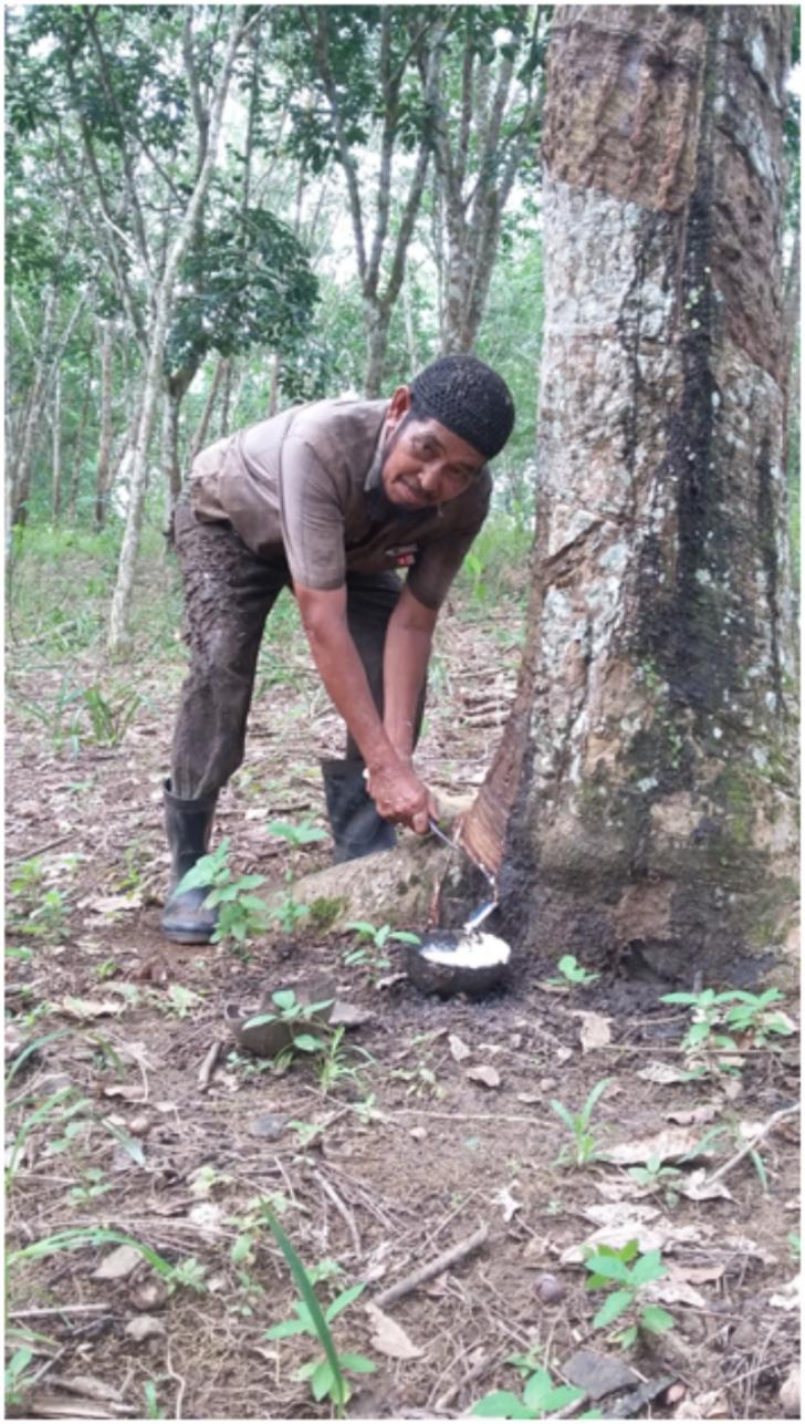 Harga Karet Kembali Turun, Petani di Rokan Hulu Mulai Malas Nyadap