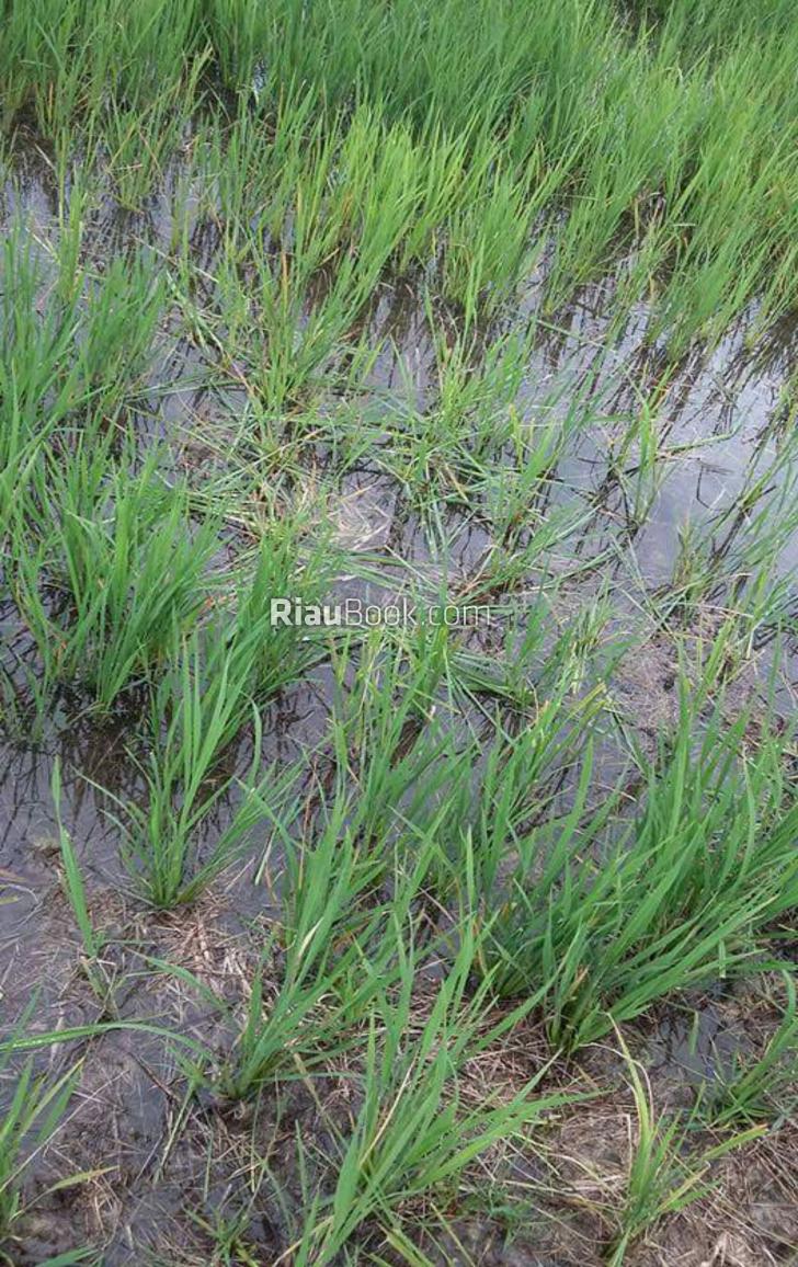 Serangan Hama Wereng di Sawah Petani Siak Semakin Meluas