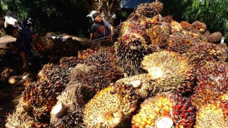 Jadi! China Tampung 1 Juta Ton CPI Sawit Indonesia