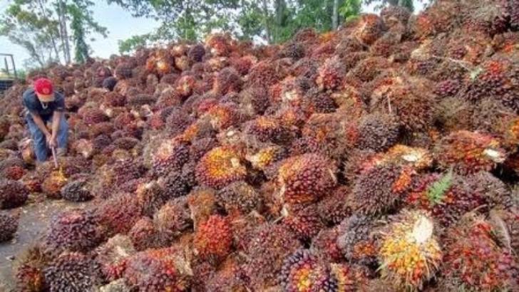 Duh! Seminggu Ini Harga Sawit Riau Turun