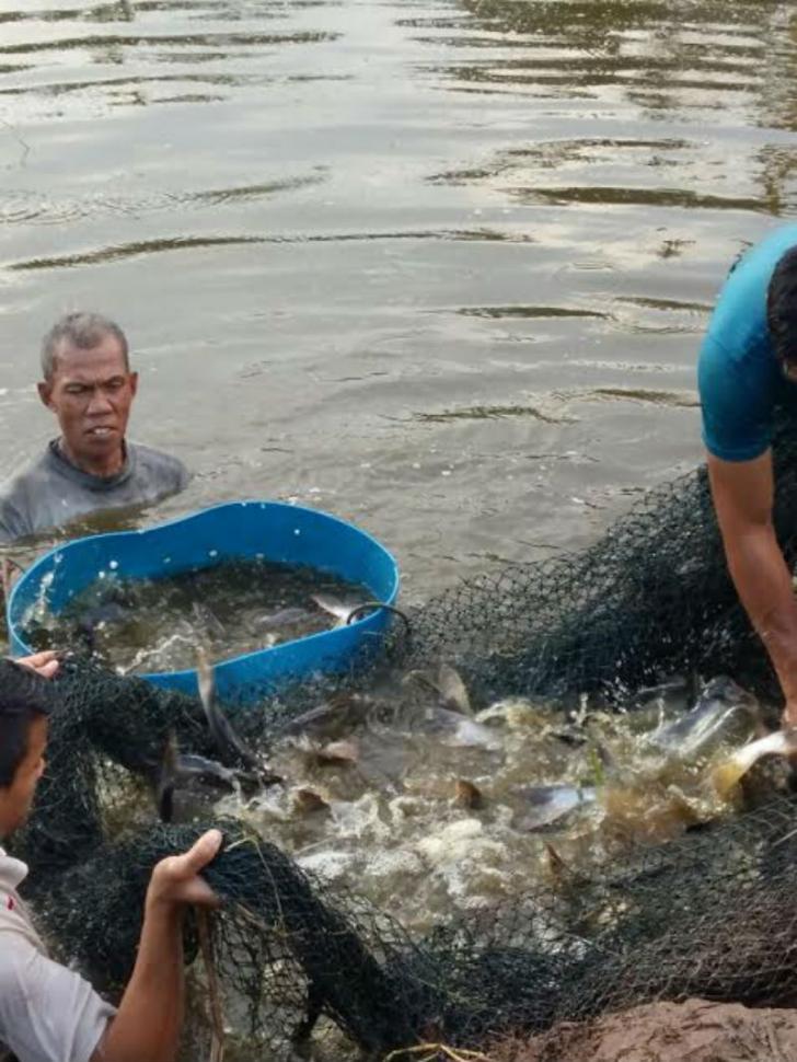 Budi Daya Ikan Patin Dongkrak Ekonomi Masyarakat Siak