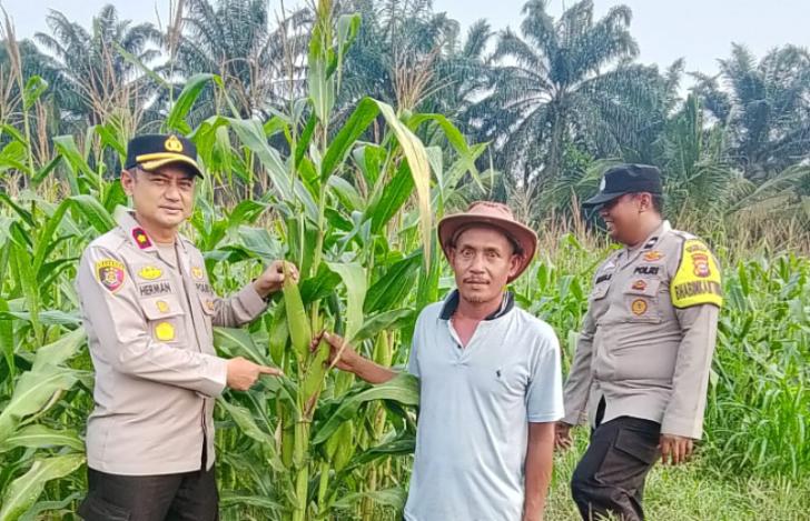 Kapolsek Kandis Turun Langsung Meninjau Lahan Jagung Ketahanan Pangan