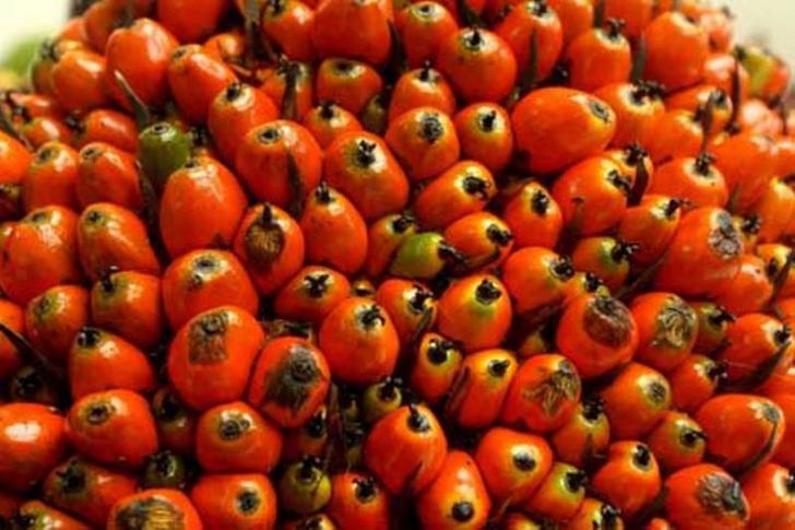 Alhamdulillah, Harga Sawit Riau Naik Lagi