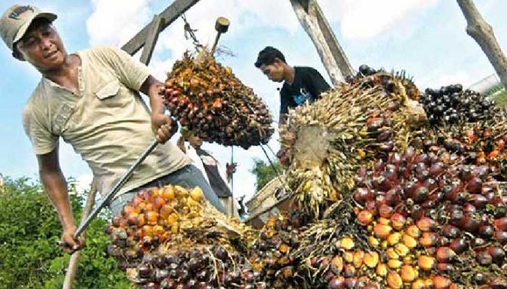 Angkat Bicara, Ini Kata Wakil Rakyat Bengkalis Soal Janji PT MAS kepada Warga