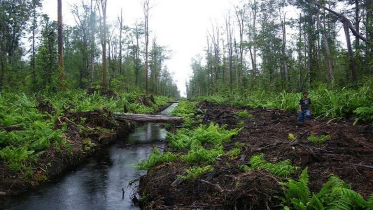 Permen LHK Nomor 17 Bisa Ganggu Perekonomian Riau?