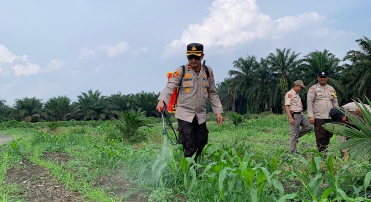 Kapolsek Kandis Dampingi Petani Penyemprotan Gulma pada Tanaman Jagung