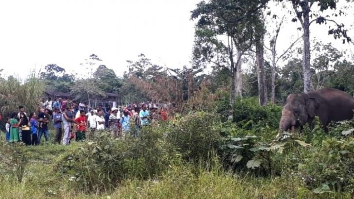 Gajah Harus Tetap Ada