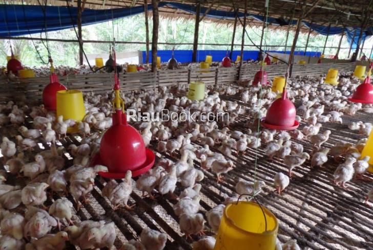Chevron Beri Bantuan Kandang Ayam untuk Masyarakat di Wilayah Operasi