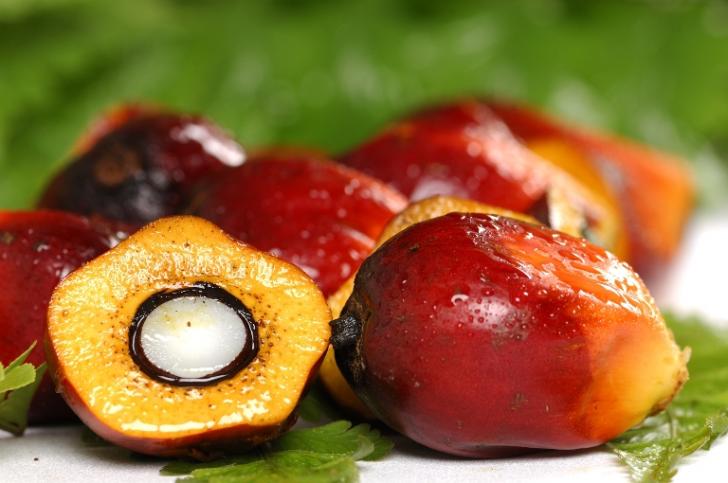 Hemm, Harga sawit Riau Anjlok Lagi, Kali ini Besar