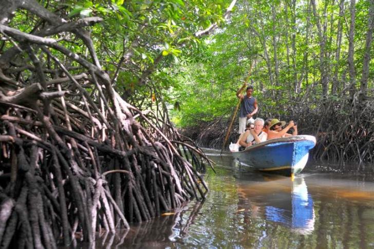 52 Persen Ekosistem Mangrove Rusak, Ini Langkah yang Diambil Pemerintah