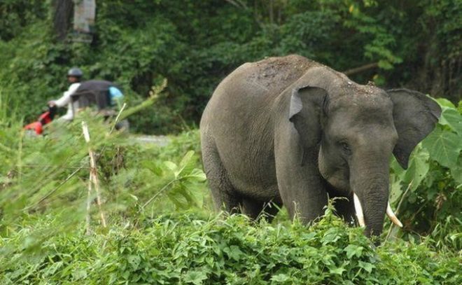 200 Gajah Sumatera Dibantai Dalam 3 Tahun