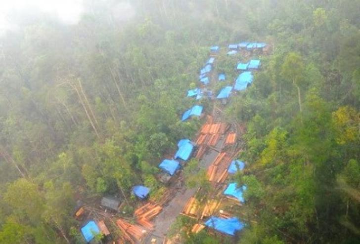 10 Ton Kayu Hutan Riau jadi Bukti 