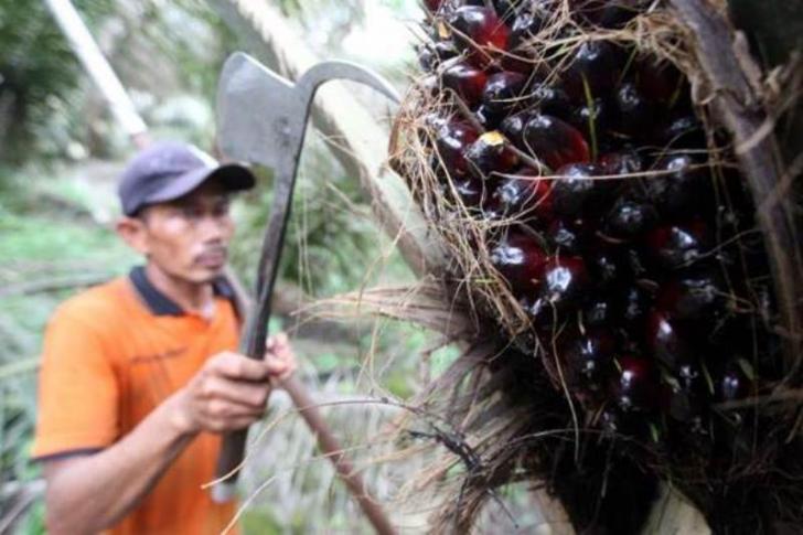 Petani Sawit Riau Kaya Raya, tapi Begitu Peremajaan malah Bingung, Ini Solusinya