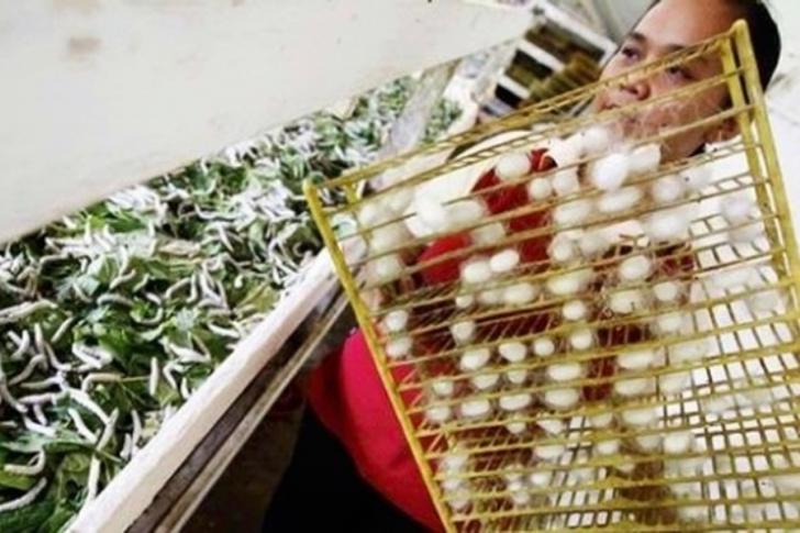 Indonesia Importir Kapas Terbesar di Dunia, KLHK Dorong Penelitian Ulat Sutra