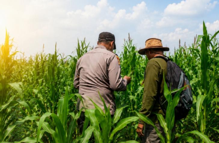 Pendampingan Program Ketahanan Pangan, Aipda Janseng Manurung Konsisten Meninjau Lahan Jagung