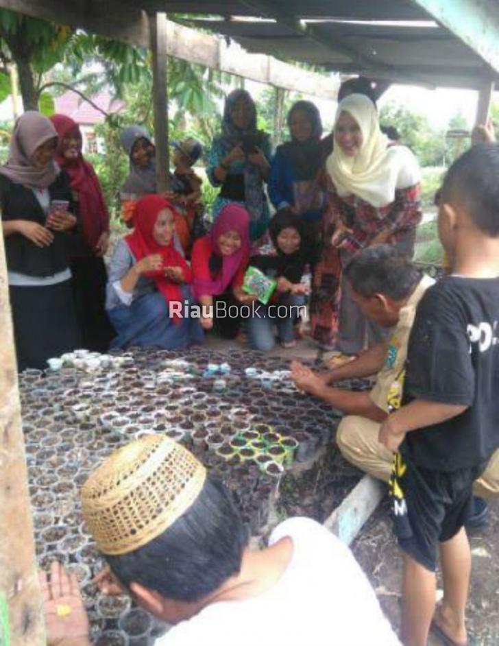 Ekonomi Lesu, Ibu Rumah Tangga di Siak Memilih Bertani