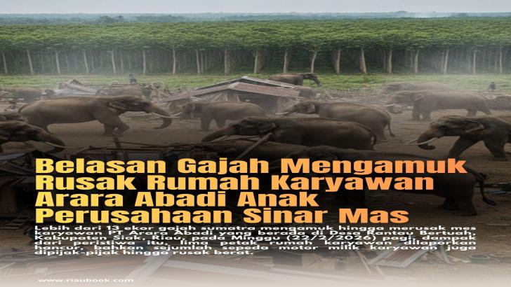 Belasan Gajah Mengamuk Rusak Rumah Karyawan Arara Abadi Anak Perusahaan Sinar Mas