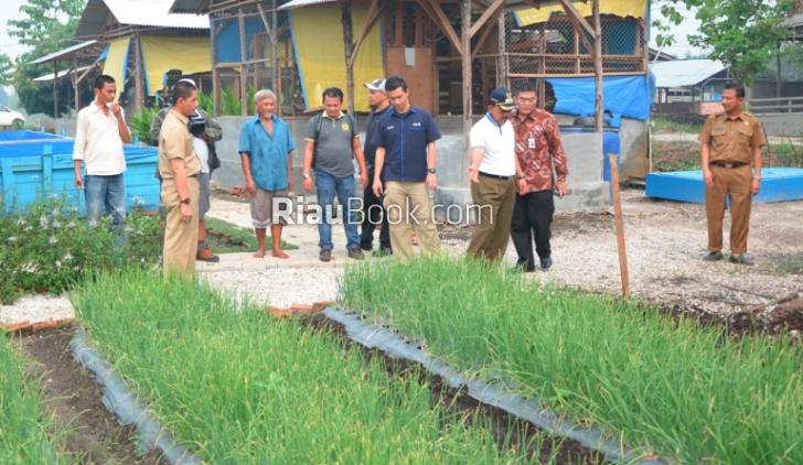 Siapa Sangka di Kampar Bawang Subur di Lahan Gambut