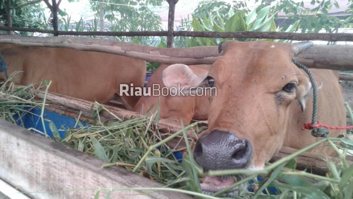 Selain Tinjau Kabut Asap Kampar, Jokowi juga Berkurban, Ini Keterangan Tentang Sapi Presiden