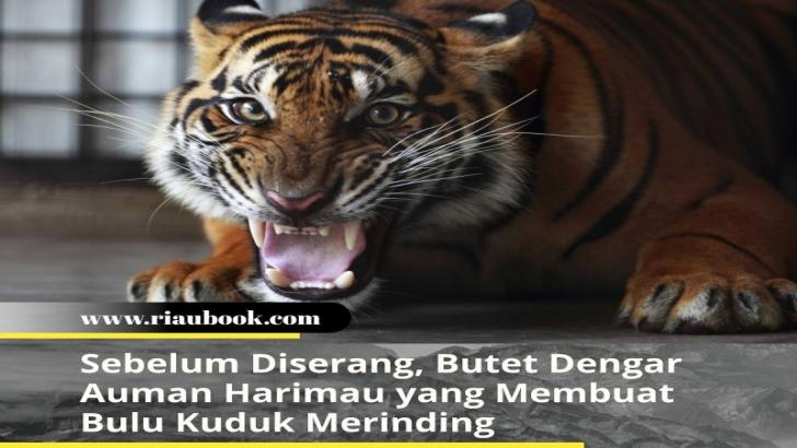 Sebelum Diserang, Butet Dengar Auman Harimau yang Membuat Bulu Kuduk Merinding