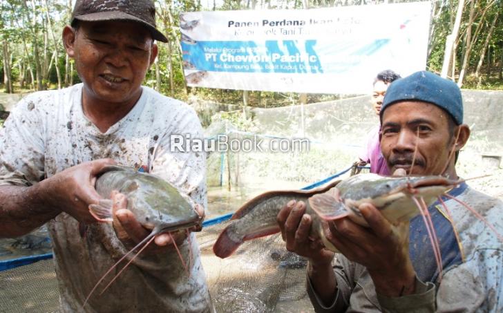 Chevron Penen Lele, Petani Dumai Harapkan Bukan yang Pertama dan Terakhir