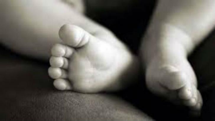 Astaga, Warga Terkejut Melihat  Anjing Bawa Kepala Bayi di Mulutnya