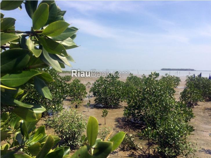 Banyak yang Rusak, Menteri Siti Ajak Warga Indonesia Rehabilitasi Mangrove