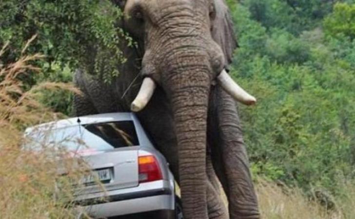 Bukan Cuma Manusia, Gajah pun Mengamuk Akibat Kebakaran Lahan