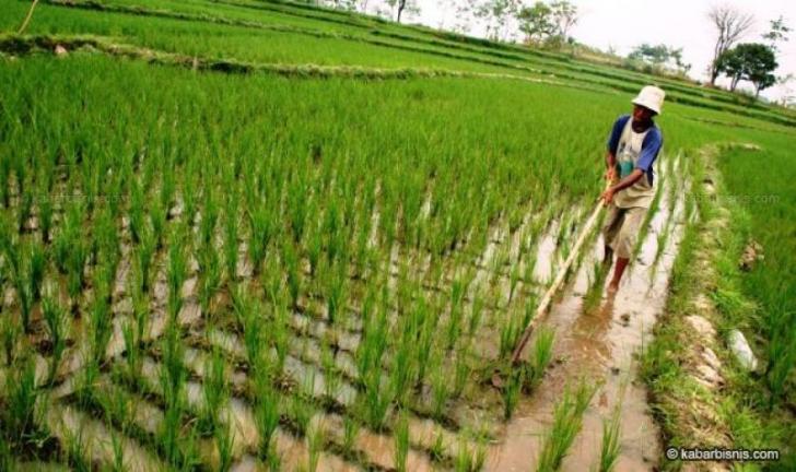 Siak Komit Dukung Program Pusat Kembangkan Tanaman Pajale