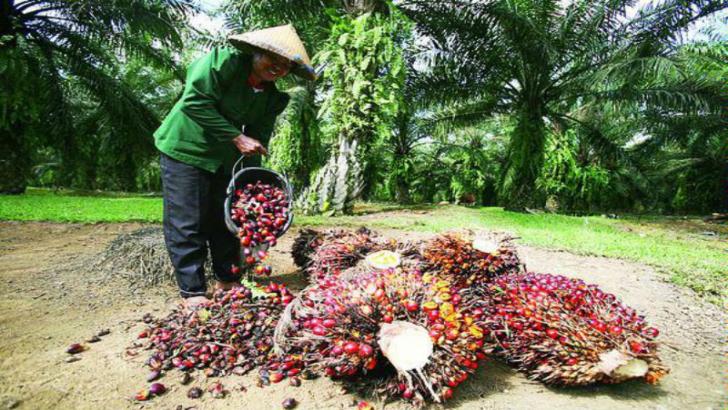 Asyik...TBS di Riau Tembus Harga Tertinggi