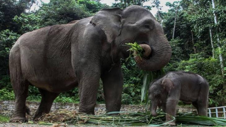 Gajah Kehilangan 'Rumah', Diusir Warga Melawan dan Melukai