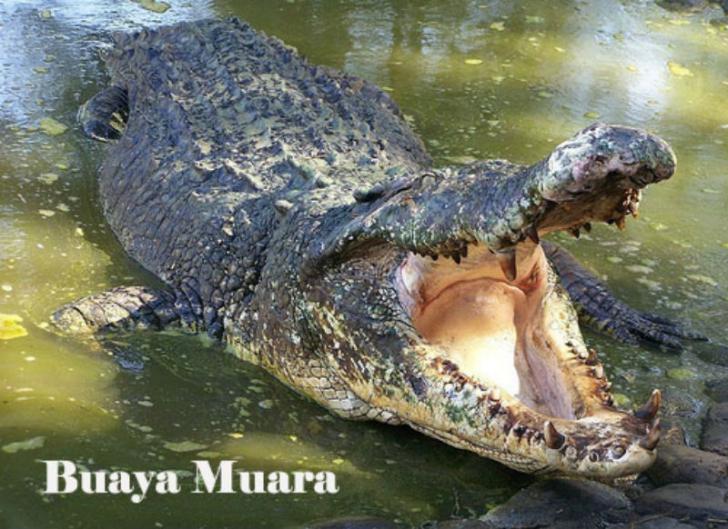 Buaya Muara Lepas hingga ke Halaman Sekolah, Warga Harapan Raya Heboh