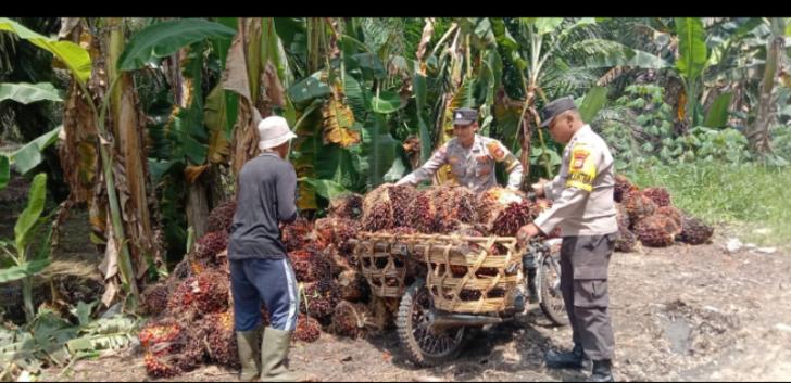 Ciptakan Keamanan Desa, Personel Bhabinkamtibmas Ini Rela Berkeringat Membantu Petani Sawit