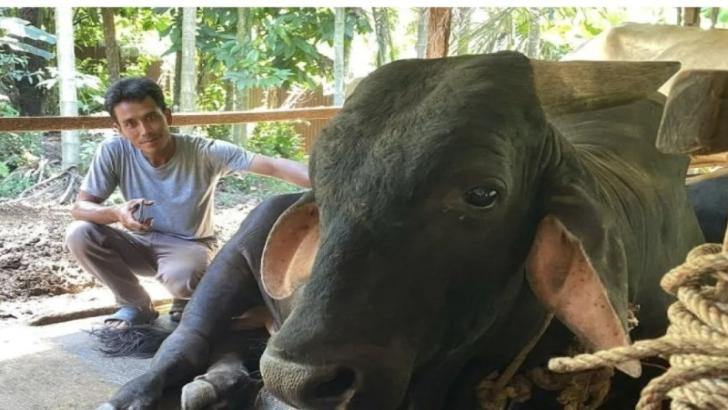 Sapi Brahmana Beratnya 820 Kilo Dikorbankan Prabowo di Pekanbaru